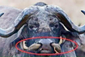 A man saw something strange on his black