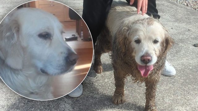 Heartwarming Reunion: Rossey the Retriever Returns After Storm Adventure | slots big, indohoki4d