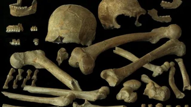 New Insights on Neanderthal Extinction Challenge Past Theories | linetigel, agen slot deposit pulsa 